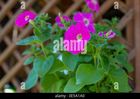 Petunien blühen in leuchtenden violetten Tönen. Eine Nahaufnahme einer Miniatur-Petunie. Stockfoto