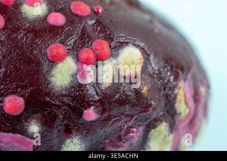 Makrofoto der gekochten Roten Bete mit verschiedenen Schimmelarten, Aspergillus, Penicillium, Rhizopus, Fusarium Stockfoto