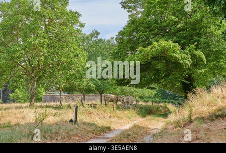 Land, Bäume und Kühe, die auf dem Bauernhof mit Gras essen, nachhaltige Umwelt oder ländliche Plantagen. Feldweg, Tiere oder Rinder, die auf der Straße weiden Stockfoto