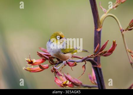 Silvereye (Zosterops lateralis) ernährt sich von Flachsblüten (Phormium tenax), einheimischer Vogel in Plimmerton, Wellington, Neuseeland Stockfoto