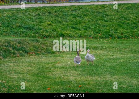 Zwei Gänse (Anser anser) auf grünem Gras in einem öffentlichen Park, Vogelwelt, Naturszene Stockfoto