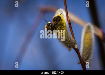 Bienen sammeln im Frühjahr Nektar aus Weiden Stockfoto