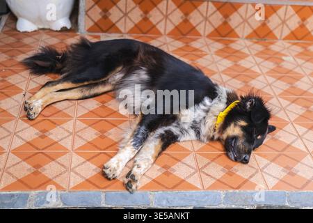 Hund schläft im Freien auf Fliesenboden, entspanntes Haustier im Schatten, ruhige Alltagsszene in warmem Klima Stockfoto