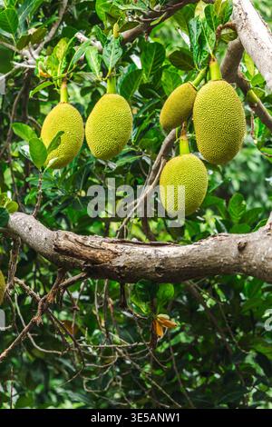 Jackfrucht hängt an Baumzweigen im tropischen Garten, Bio-Landwirtschaft und exotisches Obstbaukonzept Stockfoto