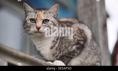 Calico Tabby-Katze sitzt auf einem Holzzaun und blickt wachsam auf die Umgebung Stockfoto
