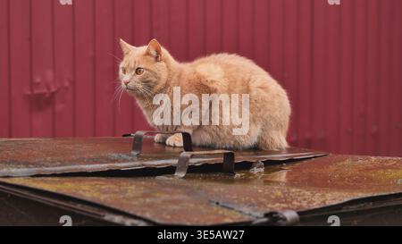 Ingwerkatze sitzt auf einem rostigen Müllcontainer-Deckel in einer städtischen Gasse mit rotem Hintergrund Stockfoto