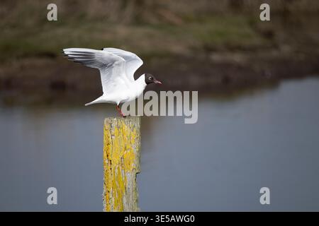 Lachmöwe Stockfoto