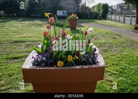 Farbenfrohe Frühlingsblumen im städtischen Gartentopf mit Tulpen Narzissen und blühenden saisonalen Blumenarrangements in sonniger Parklandschaft Stockfoto