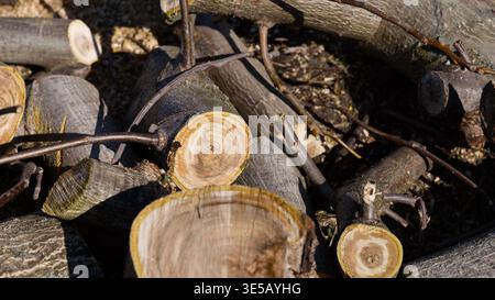 Nahaufnahme von frisch geschnittenen Holzstämmen und Ästen auf dem Boden Stockfoto