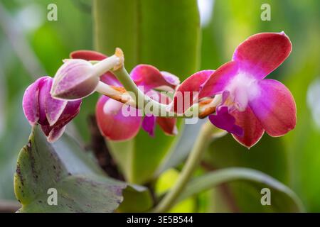 Nahaufnahme der epiphytischen Orchideenart Hygrochilus parishii var Wedottiana, die mit violett-orange-braunen Blüten isoliert im tropischen Garten blüht Stockfoto
