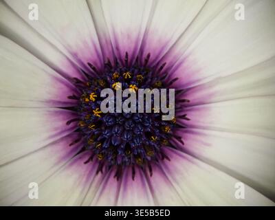 Extreme-Makro der weißen Gänseblümchenblume mit violetter Mitte Stockfoto
