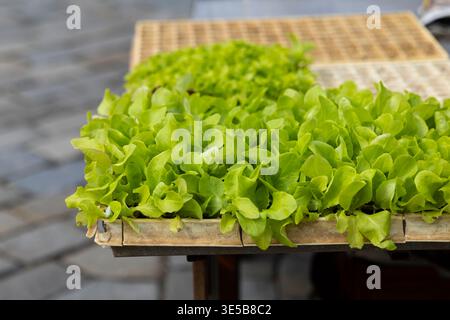 Zarter grüner Salat-Setzlinge, die in einem Vermehrungsplatte für gesundes organisches Wachstum gedeihen Stockfoto