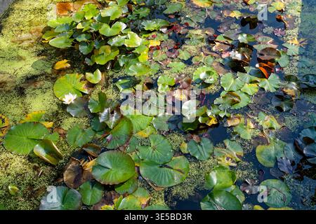 Wasserlilienteich Mit Grünen Lilienpads Und Einer Weißen Blume Im Sonnigen Garten Stockfoto