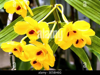 Leuchtend gelbe Orchideen mit markanten roten Zentren gegen grünes Laub Stockfoto