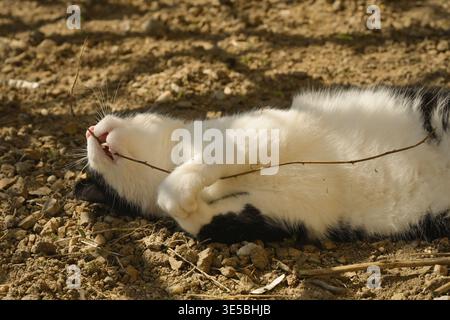 Eine Katze spielt mit einem Zweig auf dem Rücken, auf steinigem Boden, im Schatten eines Baumes an einem sonnigen Tag Stockfoto