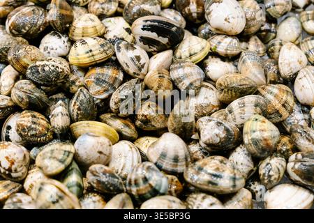 Frische Venusmuscheln und Muscheln aus der Nähe. Hochwertige Fotos Stockfoto