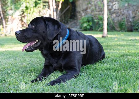 Schwarzes Labrador-Porträt auf grünem Gras in einem schattigen Garten, Seitenansicht zeigt glänzendes dunkles Fell, blauer Kragen, offenen Mund und ruhigen, aufmerksamen Ausdruck mit Stockfoto