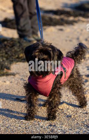 Ein süßer Yorkipoo-Hund, der draußen am Strand steht und einen Mantel trägt. Stockfoto