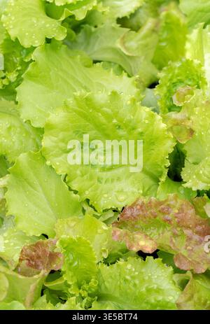 Makro-Vollbild-vertikale Hintergrundstruktur von frischen grünen und roten Salatblättern mit Wassertropfen in Nahaufnahme Stockfoto