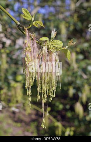 Nahaufnahme der männlichen Blütensträhne und der neuen Blätter von Buchsbaum oder Negundo-Ahorn, Acer negundo, Sapindaceae Stockfoto