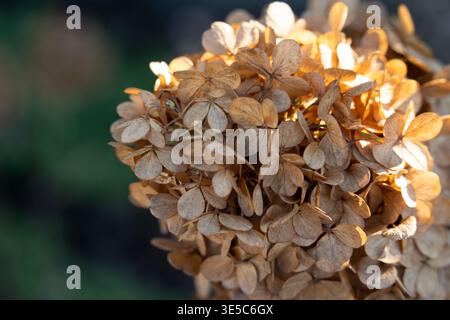 Getrocknete Hortensie Blüten im warmen Sonnenlicht, goldene Stunde botanische Nahaufnahme Stockfoto