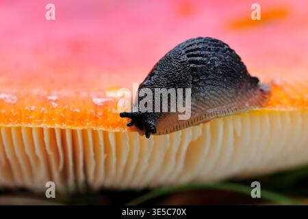 Black Slug (Arion ater) krabbelt im Herbst am Rand der Kappe der Fliegenpilze (Amanita muscaria) entlang, im Glen Affric National Nature Reserve. Stockfoto