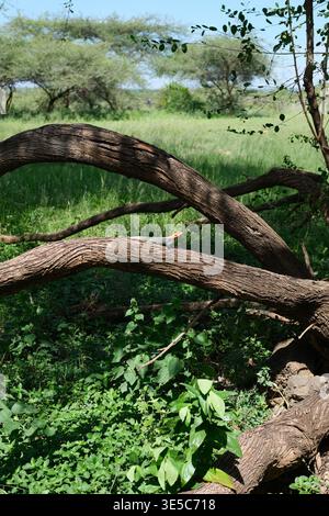 Eine getarnte Eidechse, die auf einem gefallenen Baumzweig in Kenias Savanne ruht und sich in den natürlichen Lebensraum der afrikanischen Tierwelt einfügt. Stockfoto
