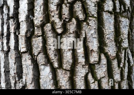 Nahaufnahme von Fraxinus excelsior (Esche) Baumrinde mit tiefen Rissen und grünem Moos. Robuste Oberfläche eines Eschenstammes mit kompliziertem b Stockfoto