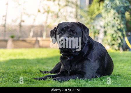 Black Labrador Retriever auf grünem Rasen in einem ruhigen Garten Innenhof, reinrassiger Familienhund mit glänzendem Fell ruhiger Frontalblick und blauem Kragen lyi Stockfoto