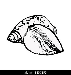 Vektorillustration von zwei Muscheln in schwarzer Strichgrafik. Gravurstil mit detaillierter Textur und auffälligen Konturen. Gut für Marine Design, Verpackung Stock Vektor