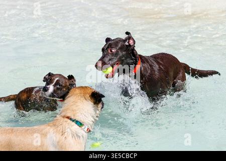 Labrador Retriever Hund spielt im Pool und planscht mit zwei anderen Hunden Stockfoto