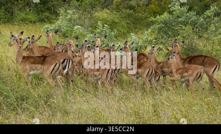 Impala Herde - Sicherheit in Zahlen Stockfoto