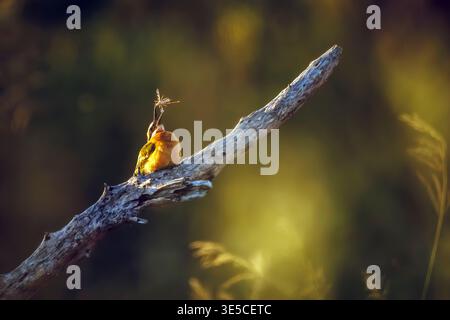 White Front Bee Eater isst eine Insektenfront in der Dämmerung im Greater Kruger National Park, Südafrika; Specie Merops Bullockoides Familie von Merop Stockfoto