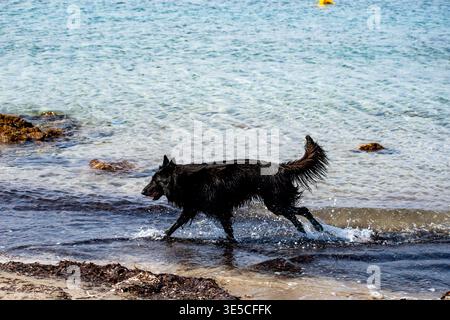 Ein schwarzer elsässischer Hund, der am Strand an der Küste von Vouliagmeni im Saronischen Golf in Griechenland läuft. Stockfoto