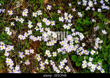 COSMOS Sonata blüht an der felsigen Küste der Vouliagmeni-Küste im Saronischen Golf in Griechenland. Stockfoto