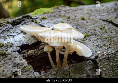 Wilde Pilze im Herbst in einem deutschen Wald Stockfoto