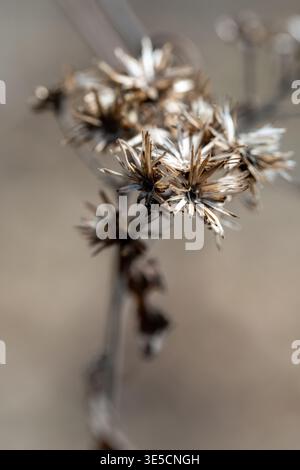 Eine Nahaufnahme getrockneter Asterblüten, deren zarte Blütenblätter brüchig und braun sind, ist ein Beweis für den Zyklus der Natur. Das Bild fängt die Schönheit ein Stockfoto