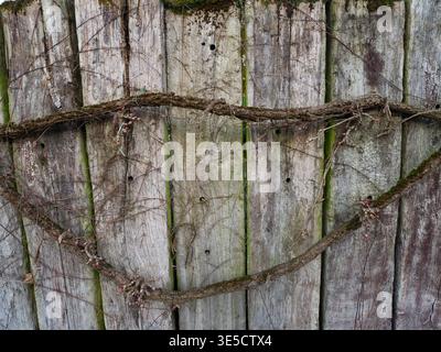 Verdrehte Reben und Äste bilden ein Muster auf einem verwitterten Holzzaun im Freien Stockfoto