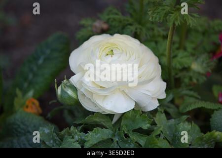Nahaufnahme der weißen asiatischen Butterblume (Ranunculus asiaticus), auch bekannt als Gartenranunkel. Hochwertige Fotos Stockfoto