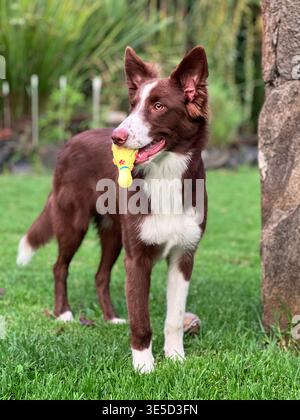 Brown and White Border Collie Hündchen spielt in einem Grashof Stockfoto