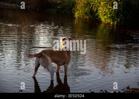Ein verspielter Hund steht im flachen Teil eines Flusses und genießt das kühle Wasser unter der warmen Sonne. Die Szene spielt in der friedlichen Landschaft, Hi Stockfoto