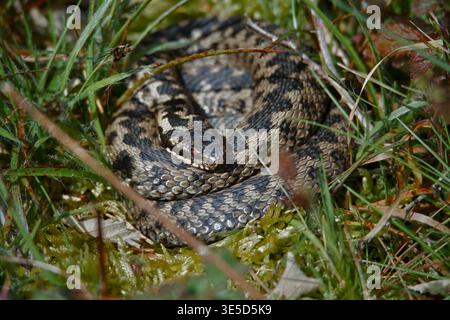 Europäische Adder-Schlange, Vipera berus, hat sich in der Sonne auf Grass, New Forest UK, aufgerollt Stockfoto