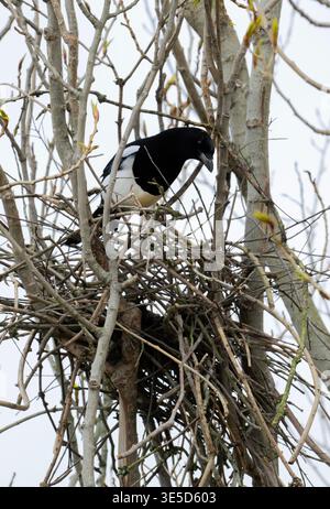 Ebenholz, Pica pica, Bauernest in einem Pappelbaum im April, London, Vereinigtes Königreich Stockfoto