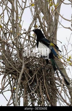 Ebenholz, Pica pica, Bauernest in einem Pappelbaum im April, London, Vereinigtes Königreich Stockfoto