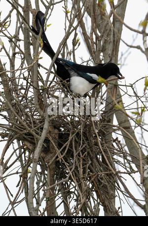 Ebenholz, Pica pica, Bauernest in einem Pappelbaum im April, London, Vereinigtes Königreich Stockfoto