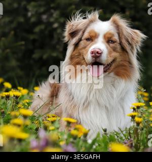Ein glückliches Porträt eines roten australischen Schäferhunds von merle, der bequem in einem Feld aus gelben Löwenzahn und Wildblumen liegt, mit grünem natürlichem Hintergru Stockfoto