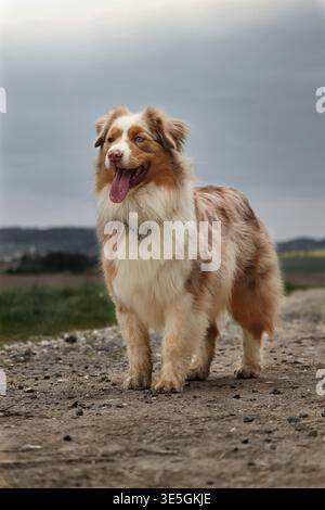 Ein wunderschöner, roter australischer Schäferhund von merle, der aufmerksam auf einem Feldweg in der Landschaft steht. Ganzkörper-Hundeporträt. Stockfoto