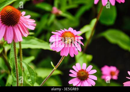 Biene auf einer Echinacea-Blüte (violette Konflower) an einem Sommertag. Stockfoto