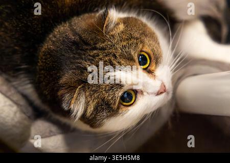 Nahporträt einer neugierigen Tabbykatze. Nahaufnahme einer braunen und weißen Tabbykatze mit gefalteten Ohren, hellen runden Augen und weichem Fell im Innenbereich. Stockfoto