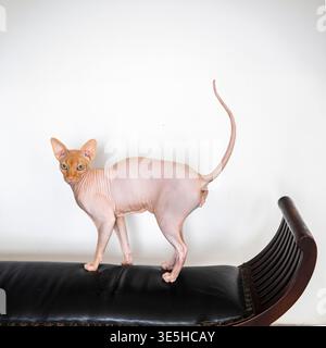 Ganzkörper-Seitenprofil einer haarlosen Sphynx-Katze, die auf einer schwarzen Ledercouch steht Stockfoto